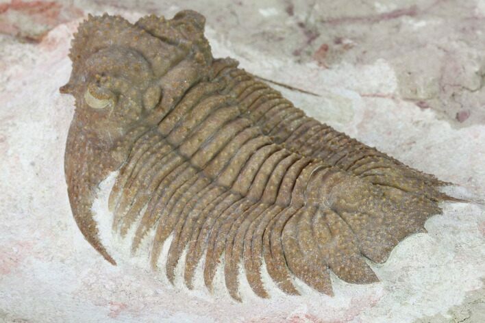 Hoplolichas Praeplautini Trilobite - Volkhov River, Russia #165464